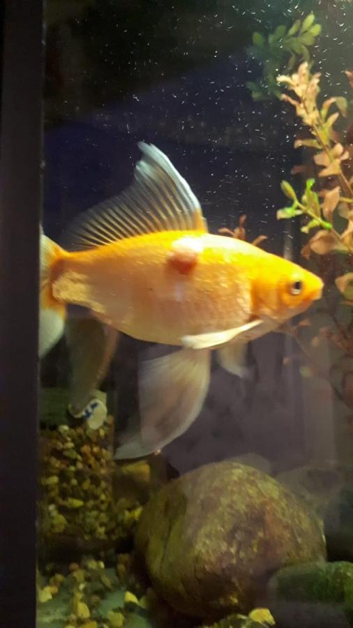דירות טביליסי Aquarium מראה חיצוני תמונה